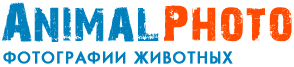 http://www.animalphoto.ru/catalogue/files/55743/1024_big.jpg
