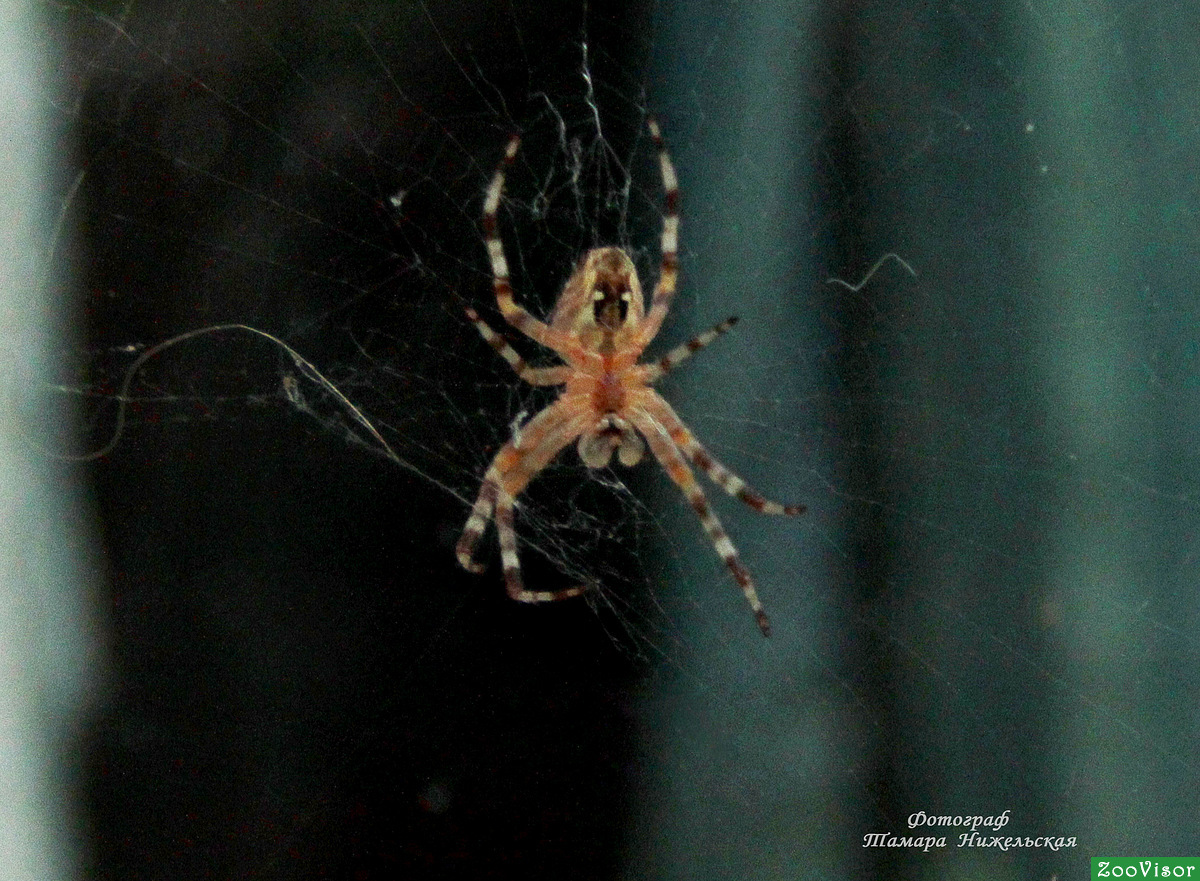  \Spider