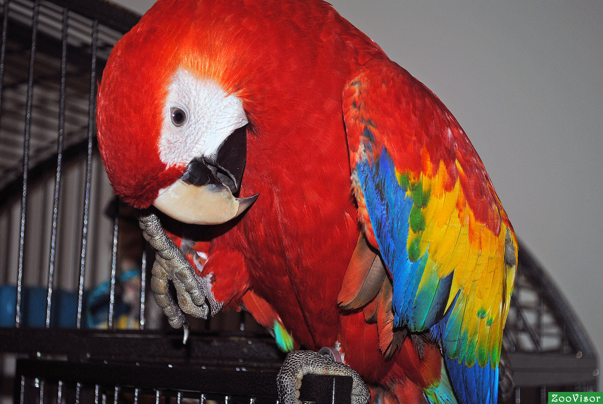 ara macaw Scarlet