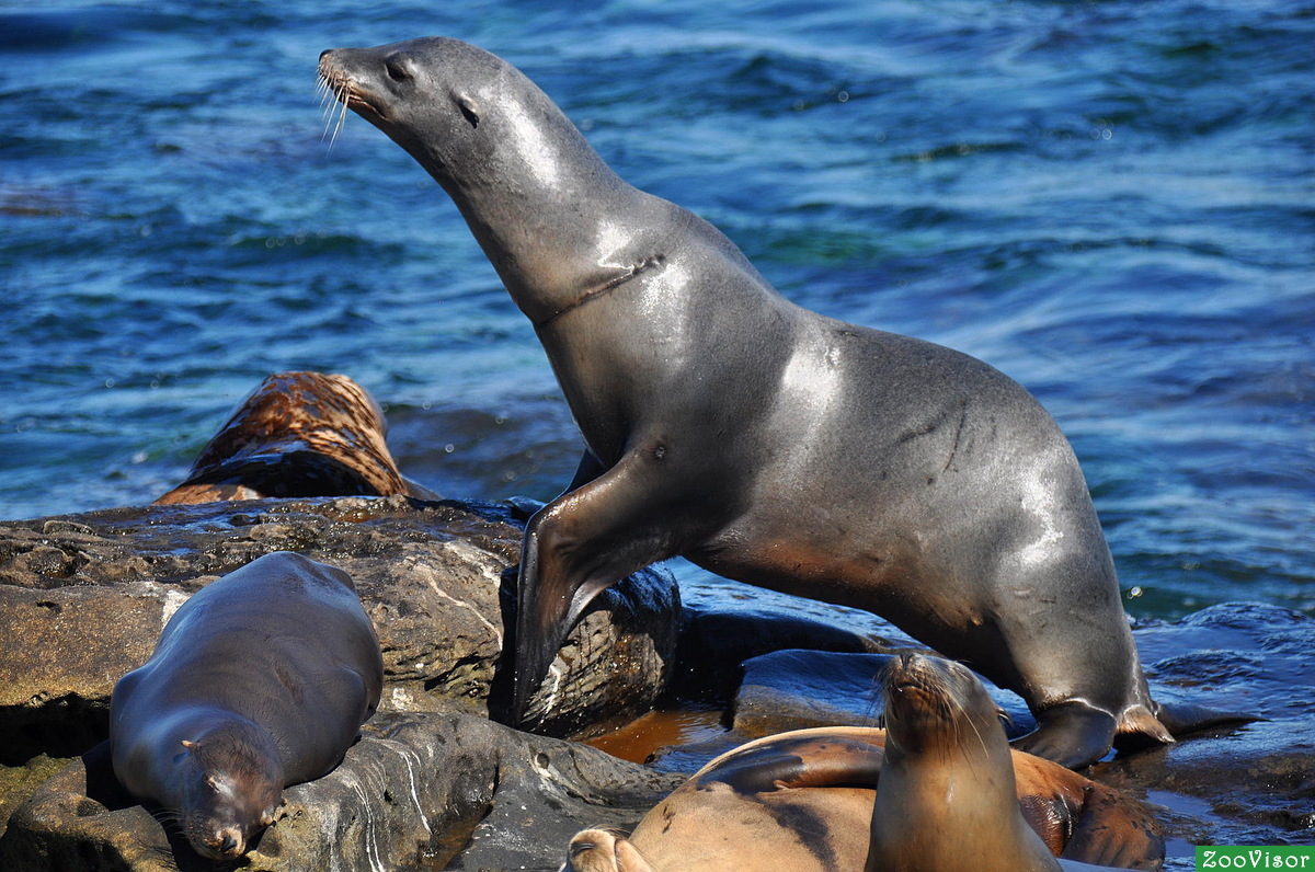     ...  ()   - Zalophus californianus - Seals and California sea Lion