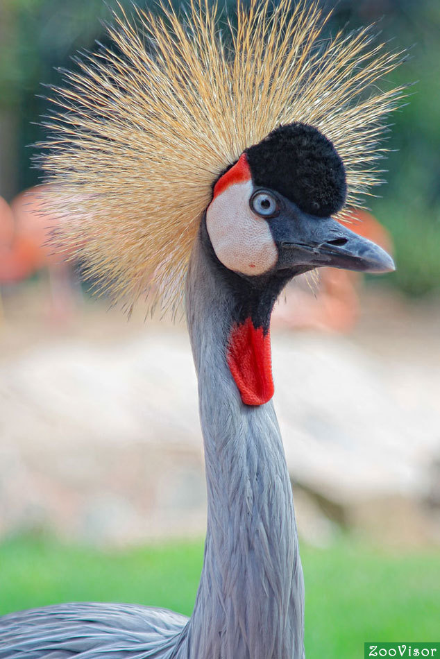 crowned crane  