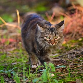 Лучшие фото животных. Кассандра (11)