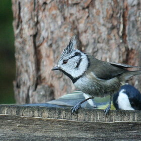 Лучшие фото животных. Хохлатая синица. (7)