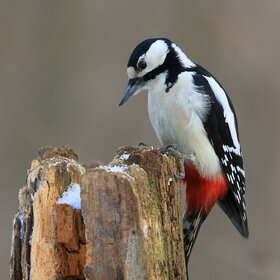 Лучшие фото животных. Большой пёстрый дятел. Самка. (12)