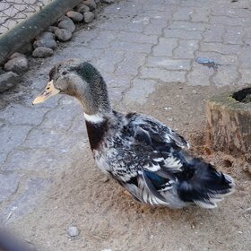 Лучшие фото животных. Утка (6)