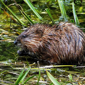 Лучшие фото животных. обеденный перерыв (8)