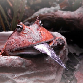 Лучшие фото животных. рыбу можно брать руками (9)