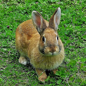 Лучшие фото животных. по имени большие уши (11)