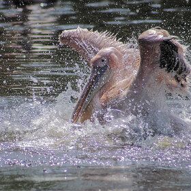 Лучшие фото животных. ***** (7)