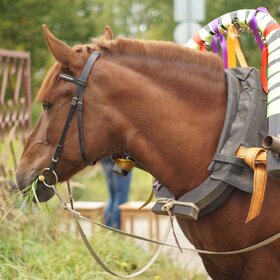 Лучшие фото животных. Труженица. (7)