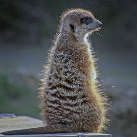 Лучшие фото животных. Сурикат (8)