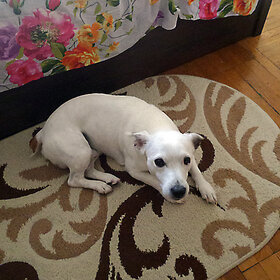 Лучшие фото животных. у ваших ног..... (11)