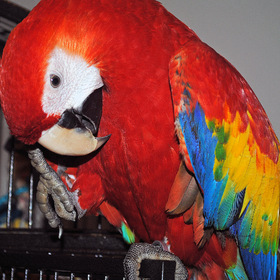 ara macaw Scarlet