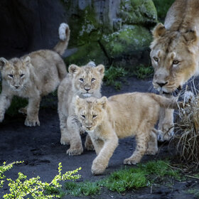 Лучшие фото животных. Вышли на тропу (9)