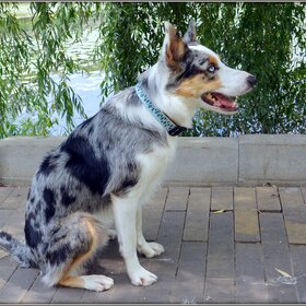 Новые фото животных. Ожидая команду