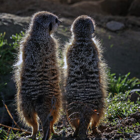 Лучшие фото животных. Отвернулись - шепчутся (10)