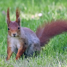 Новые фото животных. ****