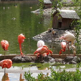 Новые фото животных. Розовый фламинго.