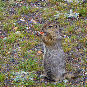 Лучшие фото животных. 003. Евражка 08.2014 (8)