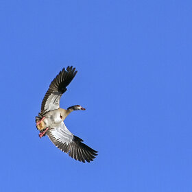 Лучшие фото животных. На вираже (7)