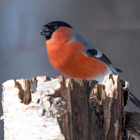 Лучшие фото животных. Снегирь (7)