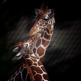 Лучшие фото животных. Признание (10)