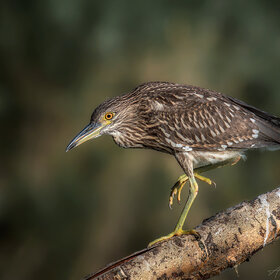 Лучшие фото животных. Гулёна (8)