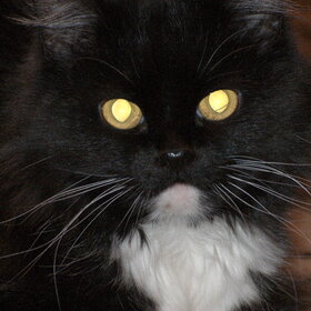 Новые фото животных. Домашние животные