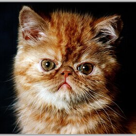 Лучшие фото животных. Рыжий малыш с серьёзным взглядом. (7)