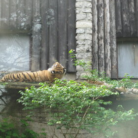 Новые фото животных. Ты чего мешаешб отдыхать?