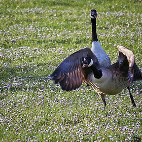 Лучшие фото животных. Поссорились (7)