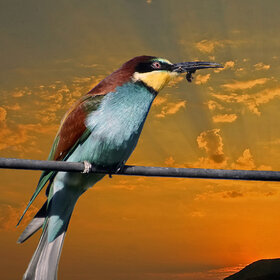 Новые фото животных. Вечерня трапеза