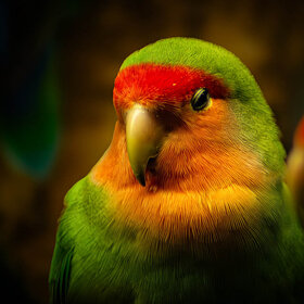 Новые фото животных. Попугайчик