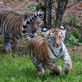Лучшие фото животных. Тигрята (9)