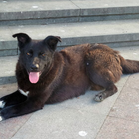 Новые фото животных. беспородная бродяжка