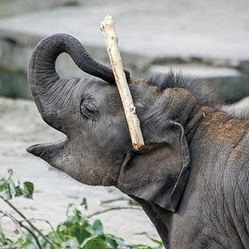 Фотографии животных. ******