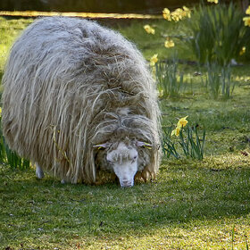 Фото животных. Средь нарцисов