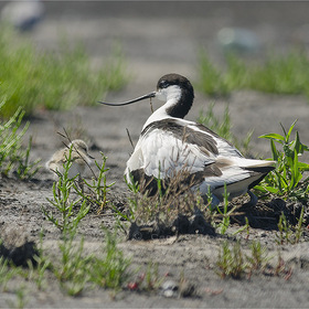  (Recurvirostra avosetta,   )  .