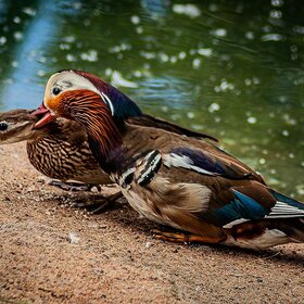 Лучшие фото животных. * (10)