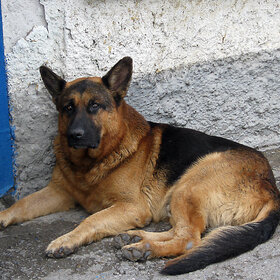 Фото животных. старый  сторож