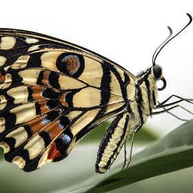   (Papilio Demoleus).