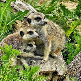 Лучшие фото животных. семейка сурикат (8)