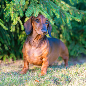 Лучшие фото животных. Такс (7)