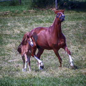 Лучшие фото животных. На лугу (8)