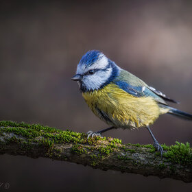 Лучшие фото животных. Мокрая (9)