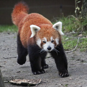 Лучшие фото животных. малая панда (10)