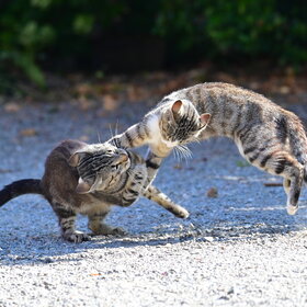 Фотографии животных. Игруны