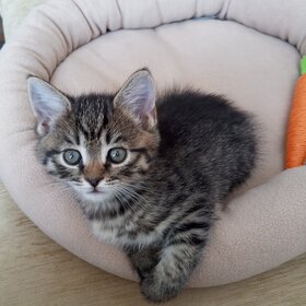 Лучшие фото животных. Наш малыш. (13)