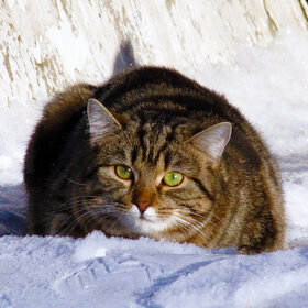 Лучшие фото животных. перед прыжком......... (8)