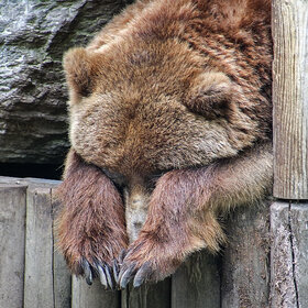 Лучшие фото животных. Прости меня Машенька ))) (11)